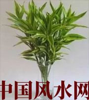 三门峡十二生肖养什么植物最旺财运？你知道吗！
