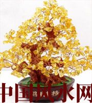 三门峡买了招财植物却不能发财，是方位摆错了！